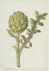 Alcachofa: Cynara scolymus, c.1568